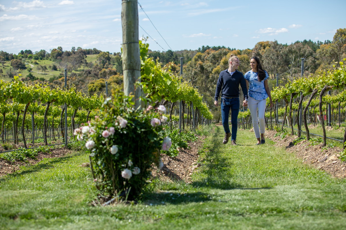 two people walking in a vineyard