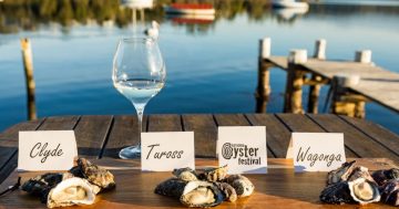 Foodies guaranteed a shucking good time at Narooma's famous Oyster Festival