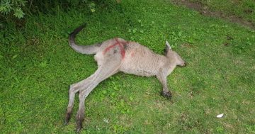Brutal attack kills two kangaroos, maims four others