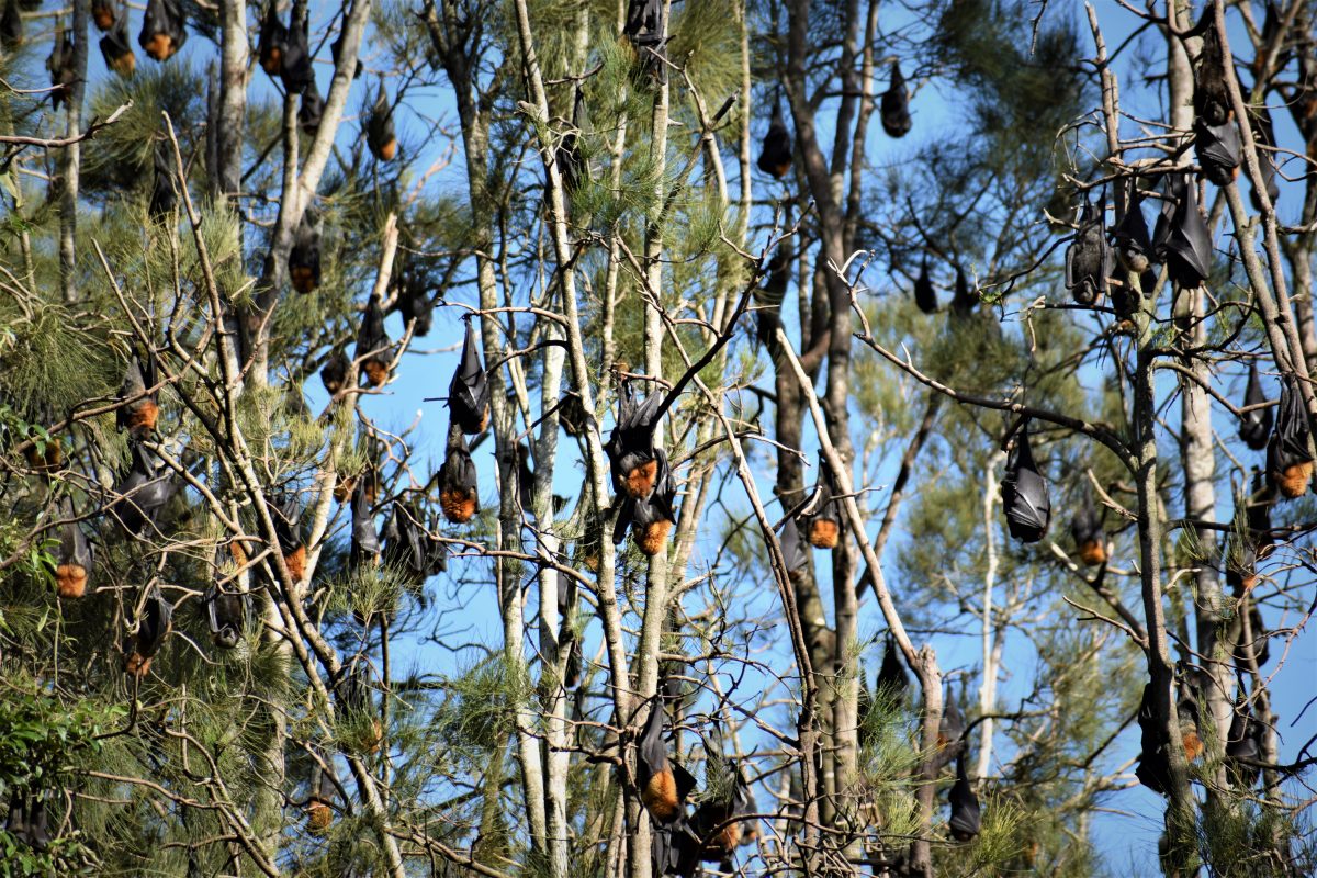 flying foxes in trees