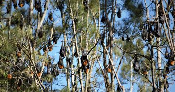 Eurobodalla Council goes in to bat for people living near flying foxes