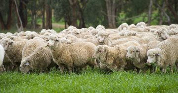 350 ewes allegedly stolen from a property at Collinguillie