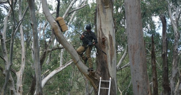 Nesting boxes bring threatened Tablelands species gliding back home again