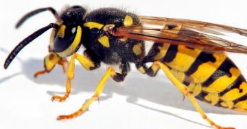 What's the buzz about the Eurobodalla's wasp invasion?