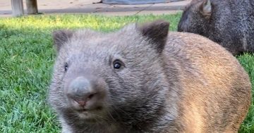 The journey of Chester and Mimi from injured baby wombats to Instagram stars