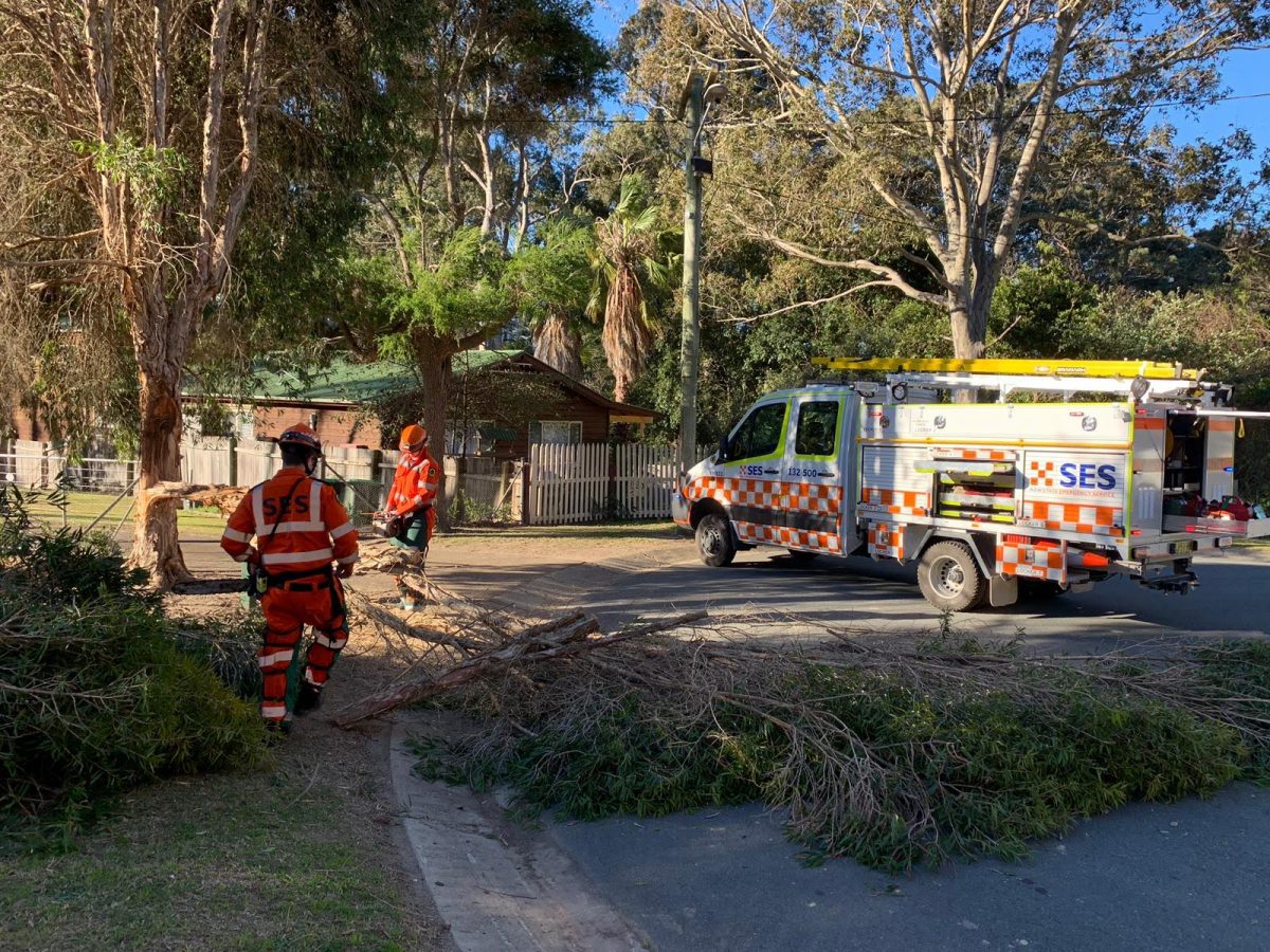 SES with fallen tree