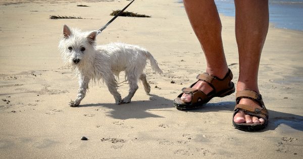 Complaints increase about misbehaving dogs at Eurobodalla beaches