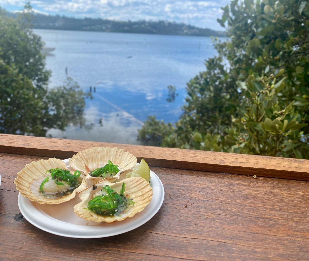 Plate of three scallops on the half shell with seaweed.