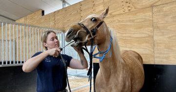 Odd jobs: horses need healthy teeth too - just ask Bungendore's equine dentist