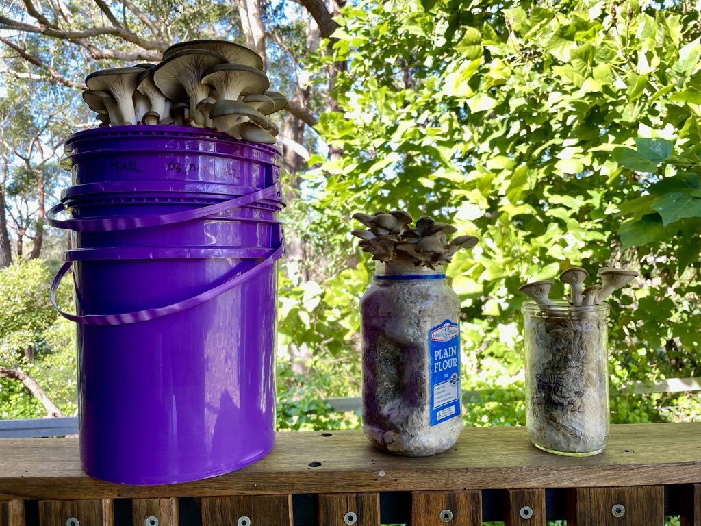 Three buckets in different sizes with mushrooms growing out of them