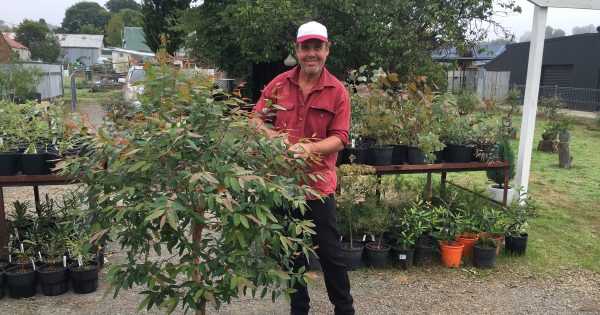 Milton Croker’s old garage transformed into nursery for native bonsai