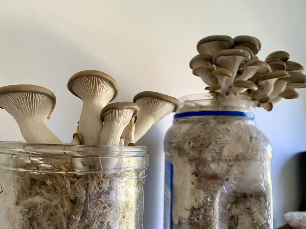 Mushrooms in recycled containers.
