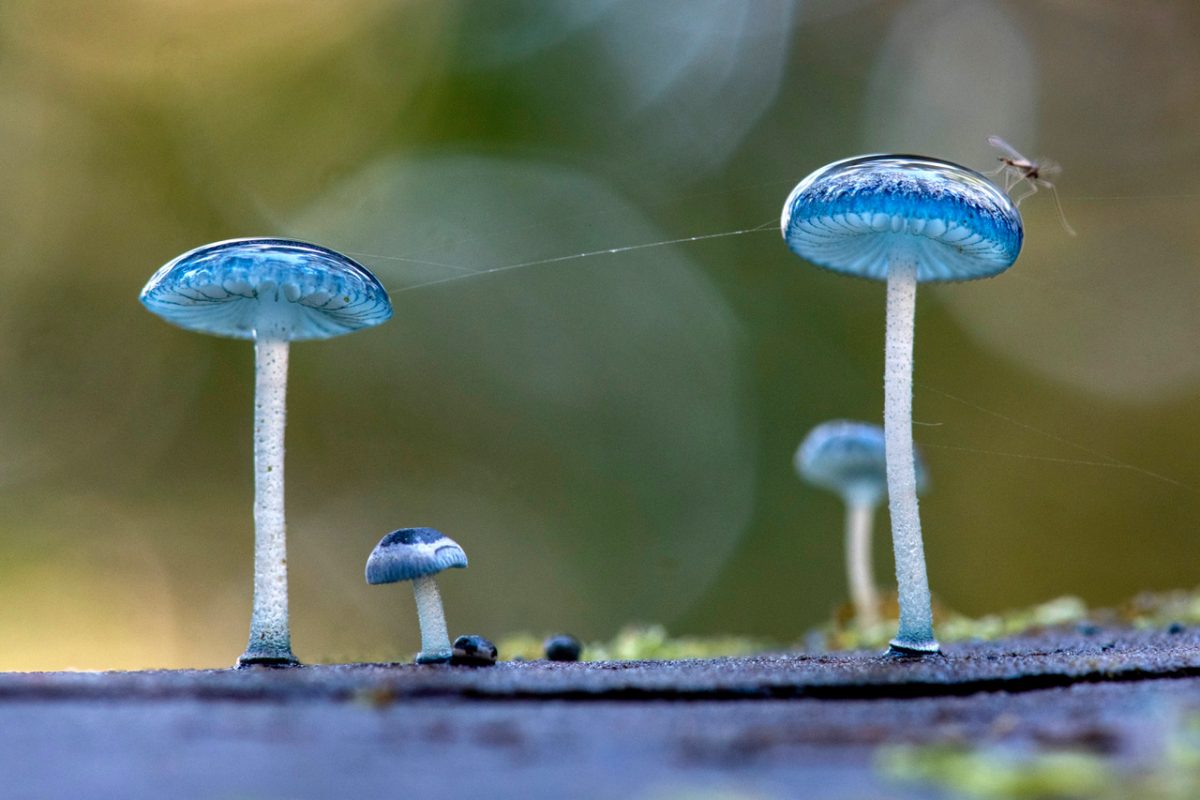 Four mushrooms with blue caps growing out of the ground