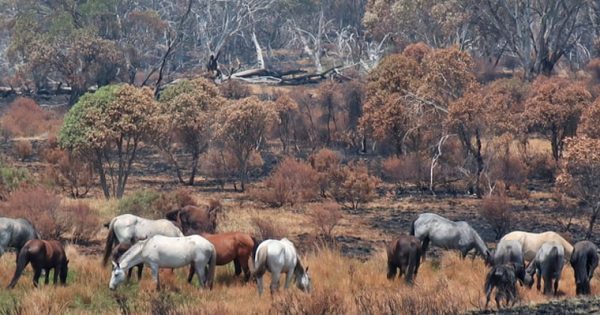 Time is running out to have your say on the continued protection of wild horses in Kosciuszko