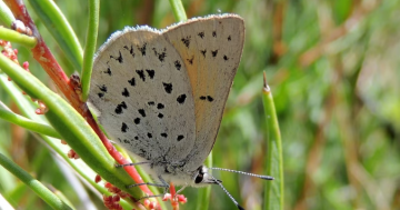 'Quite rare' discovery of new butterfly species in the mountains of Canberra and southeastern NSW