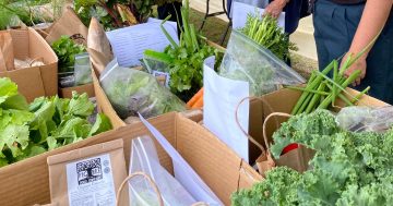 Reaching 10 years is a fruitful achievement for this Moruya farmers market