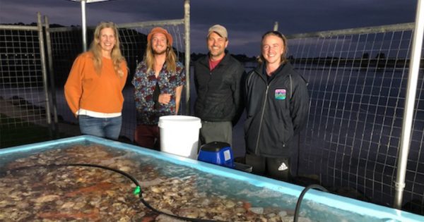 Shoreline coming to life as Wagonga Inlet restoration project ramps up