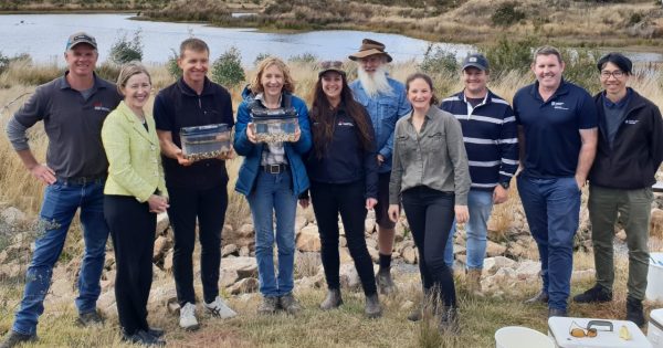 World-first program sees endangered fish reintroduced to Lake Eucumbene