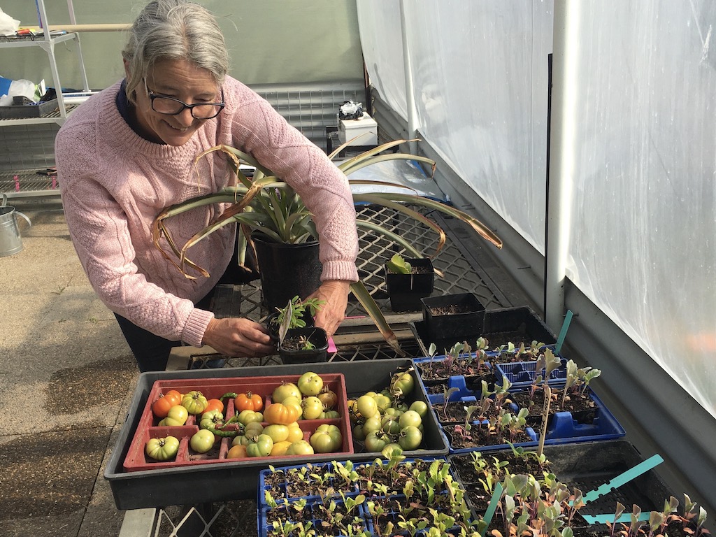 woman with vegies in hothouse