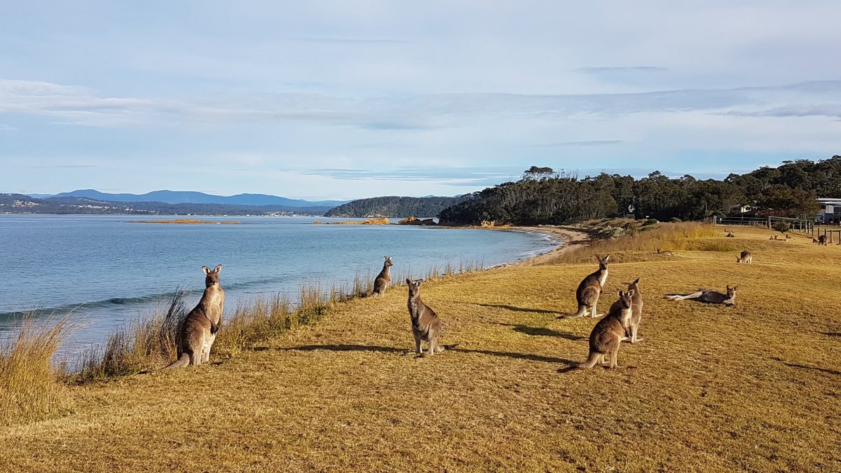 kangaroos near the beach