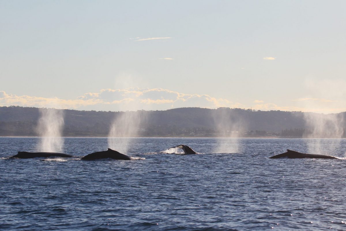 A pod of humpback whales swimming in the ocean in front of the NSW coastline, all spurting water..