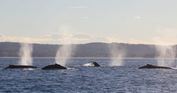 NSW boaters urged to be cautious as whales migrate north for warmer waters