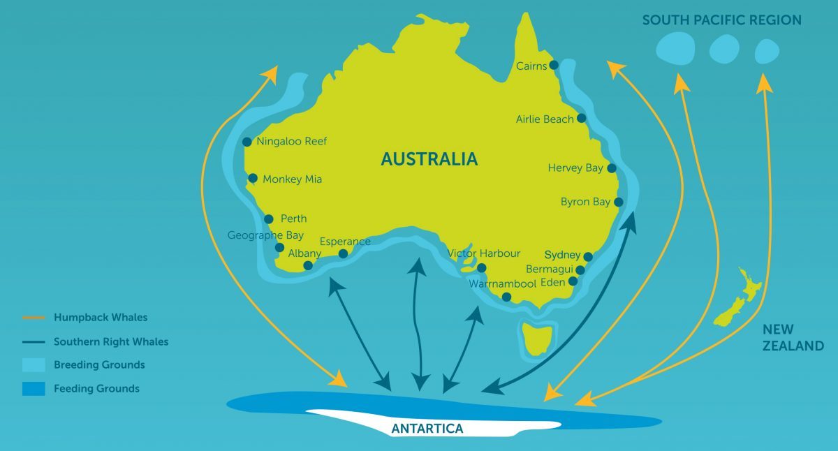 A map detailing the migration patterns of whales around the coasts of Australia and New Zealand.