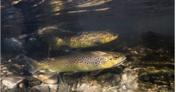 Food for thought: Anglers urged to toe the line at Snowy trout-spawning streams