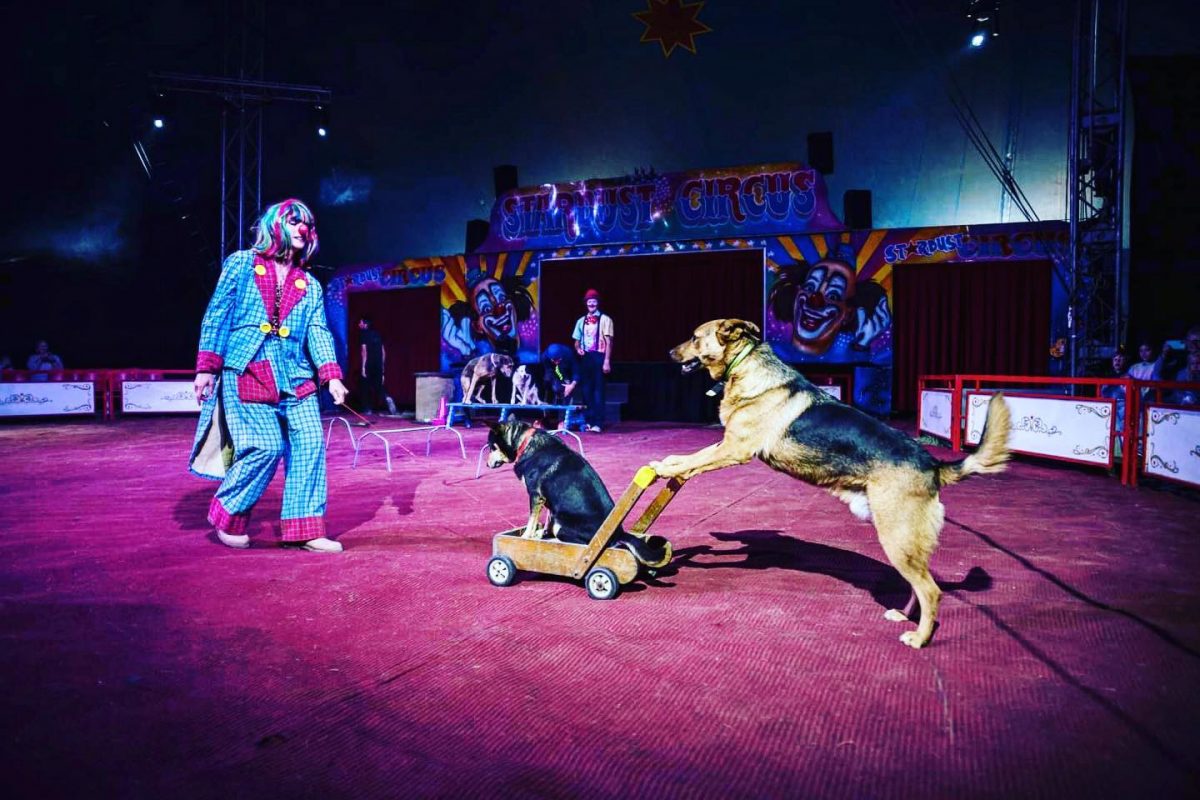A clown in blue and pink performs with two dogs. 