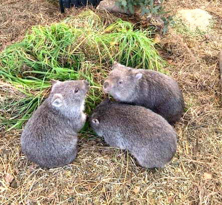 Rescued wombats