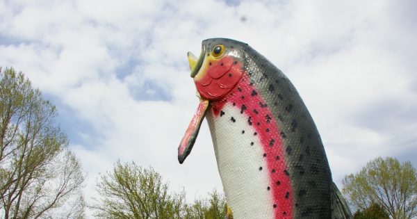 Cash splash set to spruce up Adaminaby's Big Trout as icon turns 50
