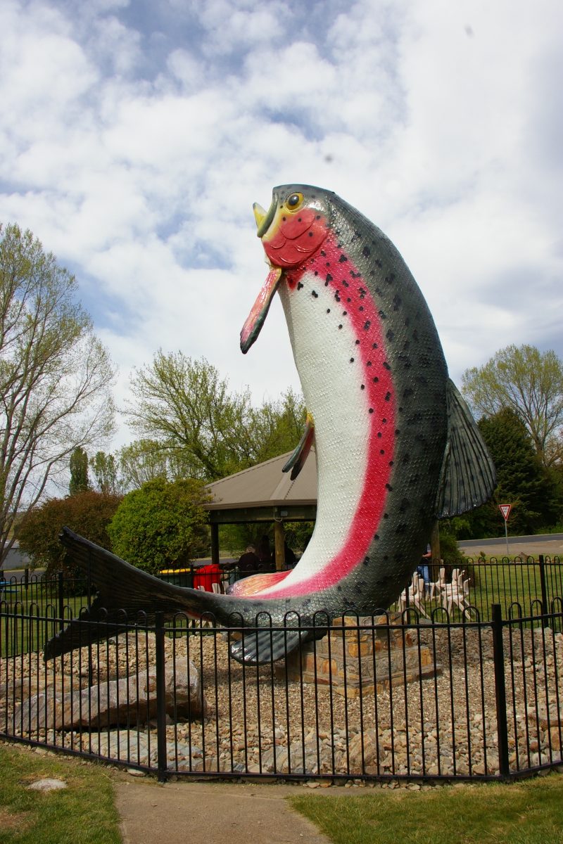 Adaminaby's Big Trout.