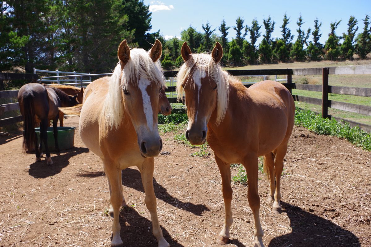 KNP brumby fillies.