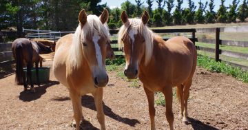 Volunteers to conduct brumby count