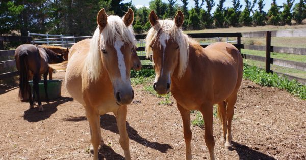 Volunteers to conduct brumby count