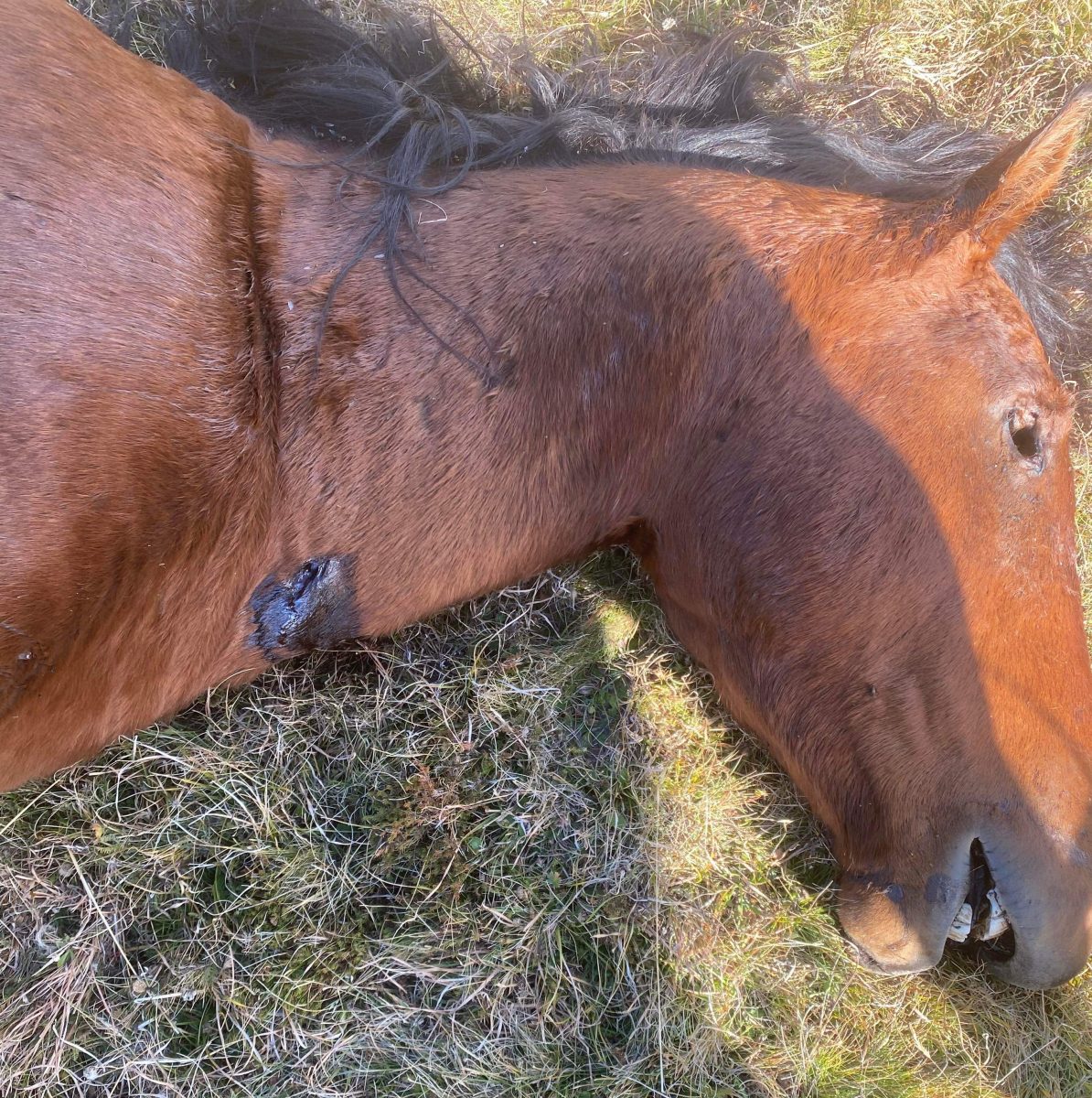 Horse shot in the neck
