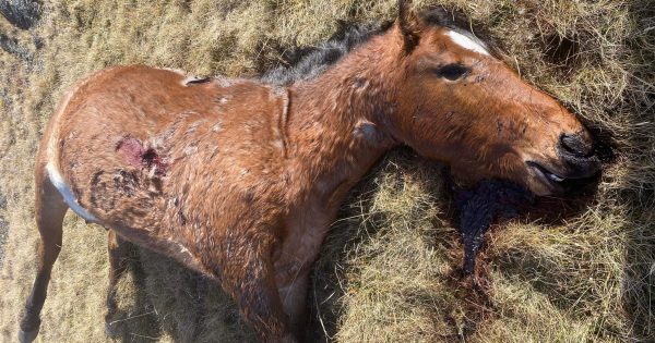 Minister sticks to guns in rejecting claims brumbies were inhumanely shot during Snowy Plain cull