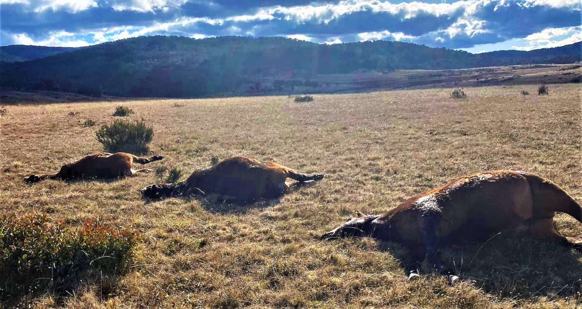 Carceaase of culled brumbies left in Kosciuszko National Park.