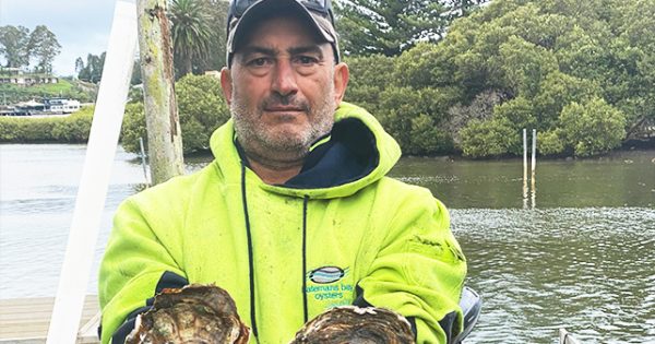 By Georgie, some enormous 'pets' are bound for Narooma Oyster Festival