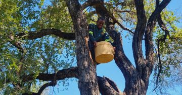 Habitech goes global - Aussie-made nest boxes the bee's knees in Africa