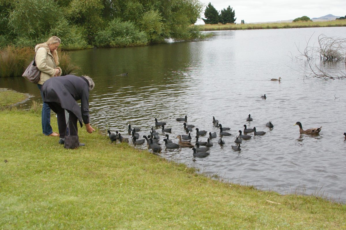 two women looking at ducks