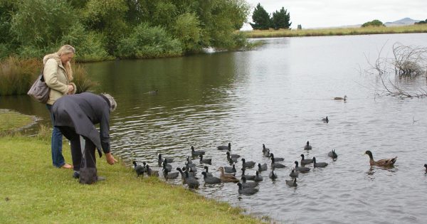 Lions club buoyed as Nimmitabel lake pathway project nears completion