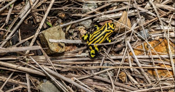 Traditional knowledge helping to save High Country species