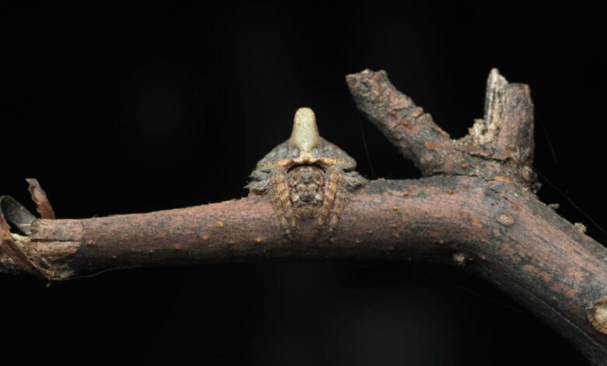 spider on a branch