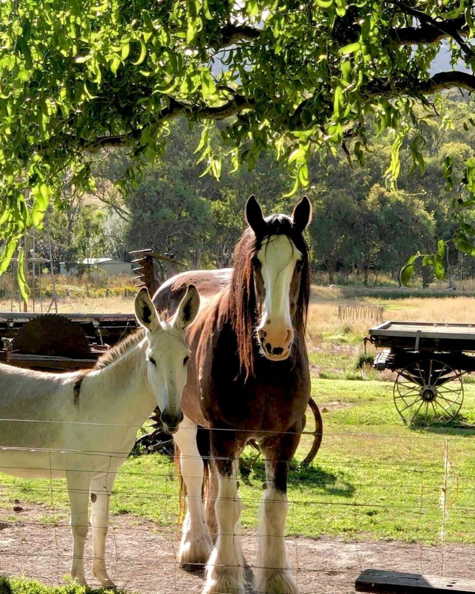 Donkey and horse