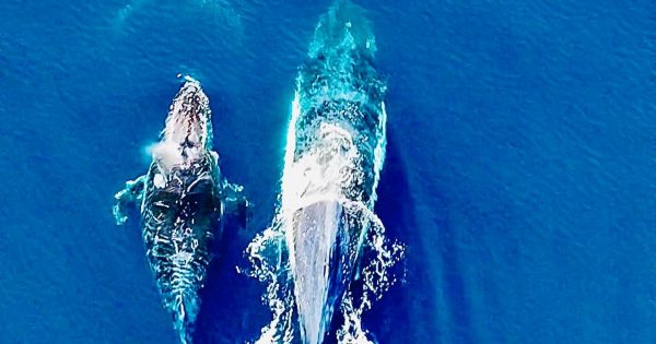 Whale of a tale: Broulee lensman hitches epic drone ride on humpback highway