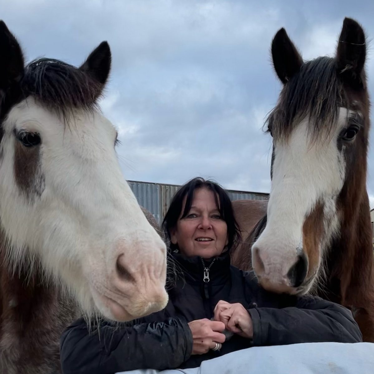 Woman with two Clydesdales