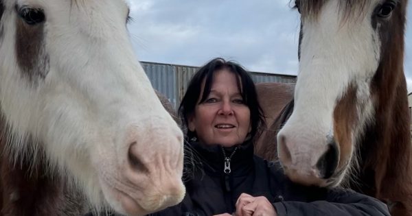 Horse heaven mourns old friend - but you can help save other lives