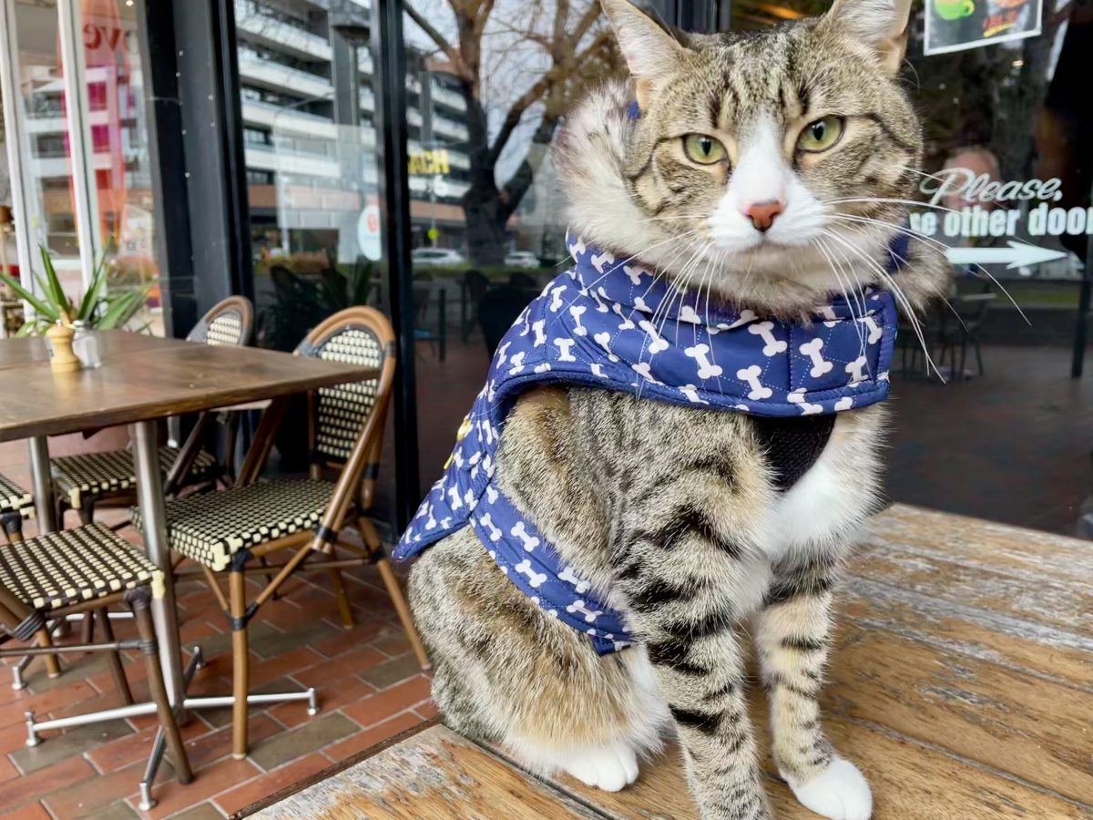 A cat wearing a harness and sitting on a cafe table