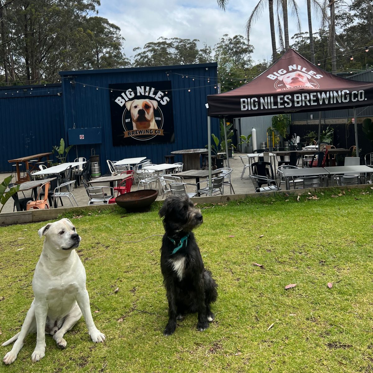 two dogs in front of tap house